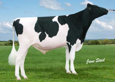 Đực giống Wintersell Demon ET